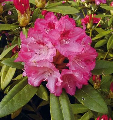 Rhododendron Sneezy 50-60cm - Alpenrose