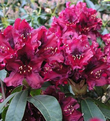 Großblumige Rhododendron Black Widow 30-40cm - Alpenrose