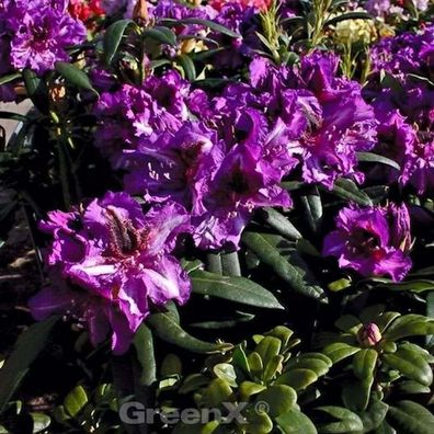 Inkarho - Großblumige Rhododendron Anatevka 40-50cm - Alpenrose
