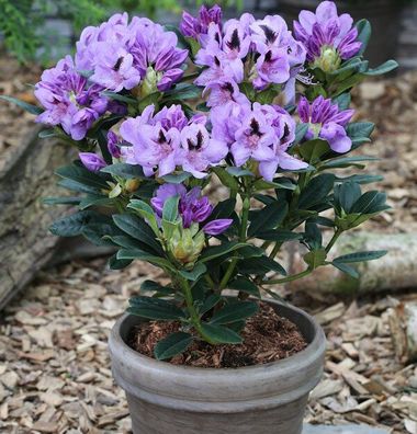 Inkarho - Großblumige Rhododendron Blue Jay 25-30cm - Alpenrose