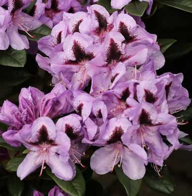 Inkarho - Großblumige Rhododendron Christiane Herzog 25-30cm - Alpenrose
