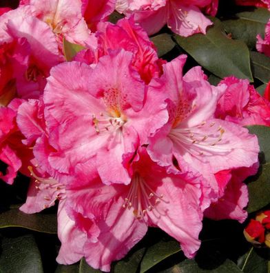 Großblumige Rhododendron Caruso 60-70cm - Alpenrose