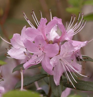 Rhododendron davidsonianum 40-50cm