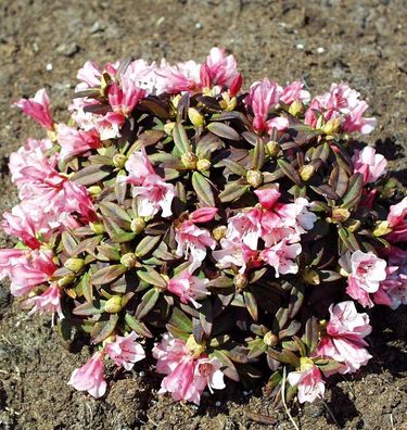 Zwerg Wild Alpenrose Wee Bee 20-25cm - Rhododendron keiskei