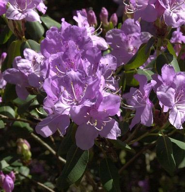 Rhododendron Oreonastes 20-25cm - Rhododendron oreotrephes
