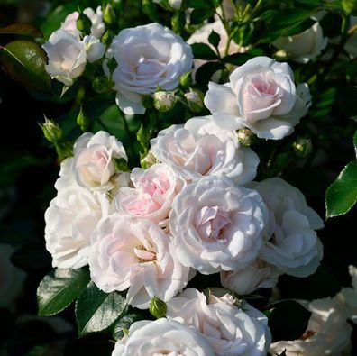 Floribundarose Aspirin Rose® 30-60cm
