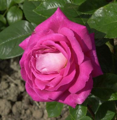 Romantikrose Eden Rose® 30-60cm