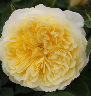Englische Rose The Pilgrim® 30-60cm