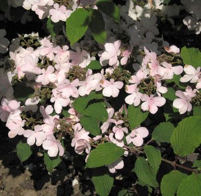 Japanischer Schneeball Pink Beauty 60-80cm - Viburnum plicatum