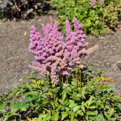 Prachtspiere Heart and Soul - großer Topf - Astilbe chinensis