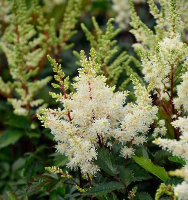 Prachtspiere Visions in White - Astilbe arendsii