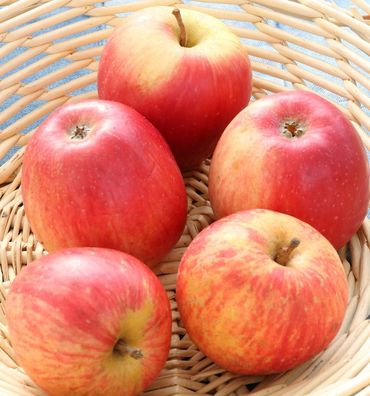 Apfelbaum Doppelpison 60-80cm - für Apfelmus oder Apfelsaft