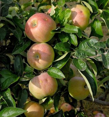 Apfelbaum Ontario 60-80cm - ein Lagerapfel