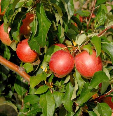 Apfelbaum Rewena 60-80cm - fest und süßsäuerlich