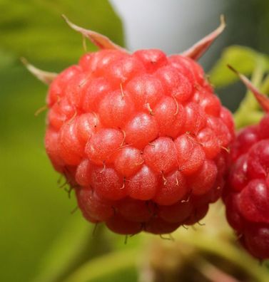 Himbeere Heritage - Rubus idaeus