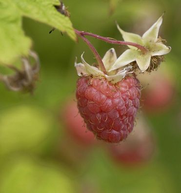 Himbeere Boheme - Rubus idaeus