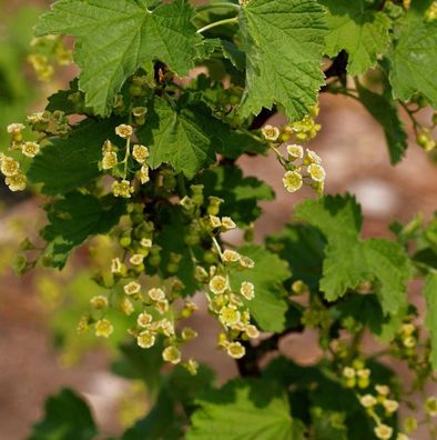 Weiße Johannisbeere Werdavia 40-60cm - Ribes rubrum