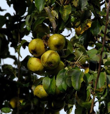 Birne Doppelte Philippsbirne 60-80cm - saftige und säuerliche Früchte