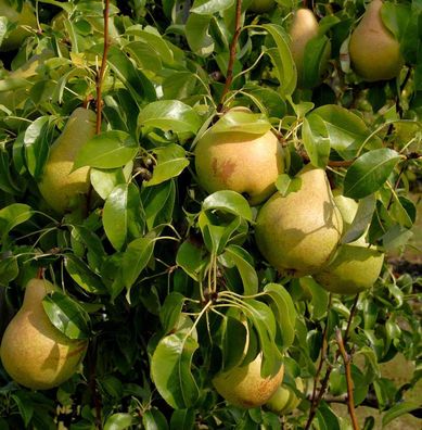 Birne Esperens Herrenbirne 60-80cm - aromatische und feinwürzige Früchte