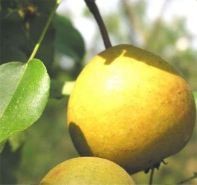 Birne Honigbirne 60-80cm - feinwürzige und grobzellige Früchte