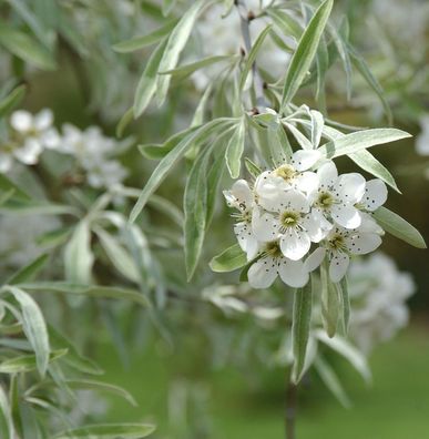Weidenblättrige Birne 60-80cm - Pyrus salicifolia