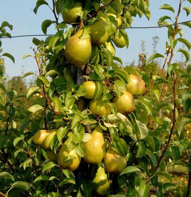 Birne Williams Christbirne 60-80cm - aromatische und feinwürzige Früchte