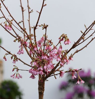 Hochstamm Zierkirsche Okame 60-80cm - Prunus Okame