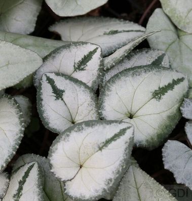 Frühlings Alpenveilchen Silber Leaf - Cyclamen coum