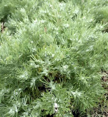 Edelraute Schmidt - Artemisia schmidtian