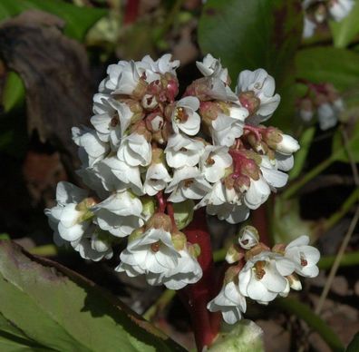 Bergenie Silberlicht - Bergenia cordifolia