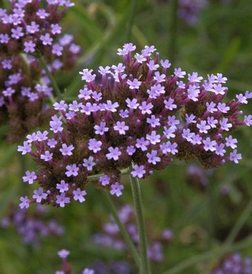 Eisenkraut - großer Topf - Verbena bonariensis