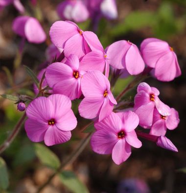 Wilder Phlox Home Fires - Phlox stolonifera