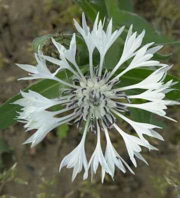 Bergflockenblume Alba - Centaurea montana
