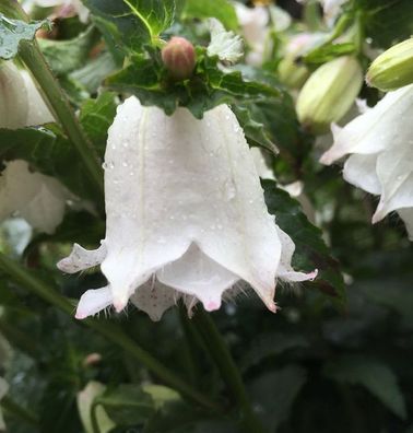 Rundblättrige Glockenblume White Gem - Campanula rotundifolia