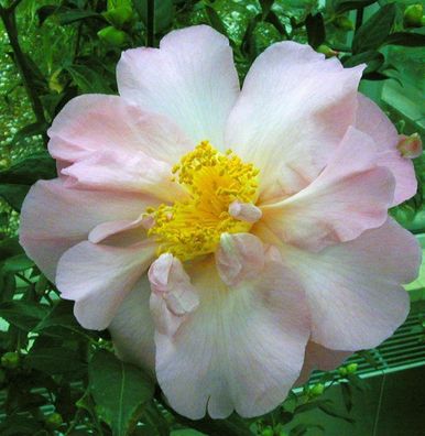 Kamelie Mary Phoebe Taylor 100-125cm - Camellia japonica