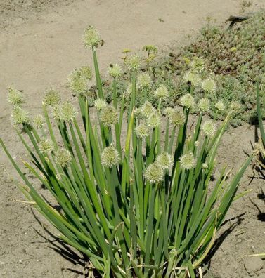 Winterheckzwiebel - Allium fistulosum