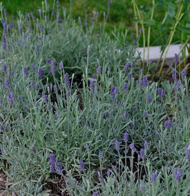 Echter Lavendel Richard Gray - Lavandula angustifolia