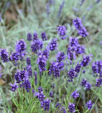 Echter Lavendel Arabian Nights - Lavandula angustifolia