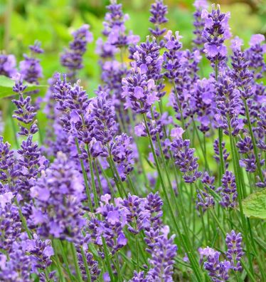 Echter Lavendel Essence Purple - großer Topf - Lavandula angustifolia