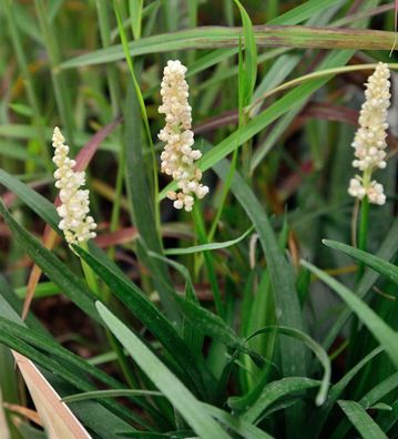 Lilientraube Monroe White - Liriope muscaria