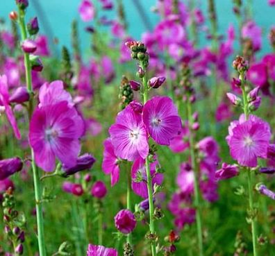 Prärie Malve Partygirl - Sidalcea malviflora