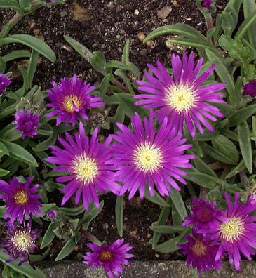 Violettes Mittagsblümchen - Delosperma sutherlandii