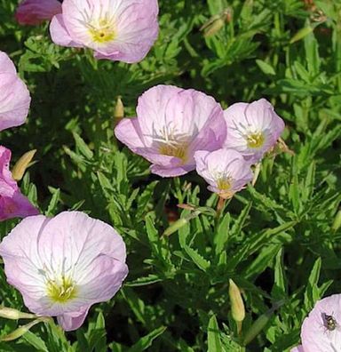 Schnee Nachtkerze Siskiyou Pink - Oenothera speciosa