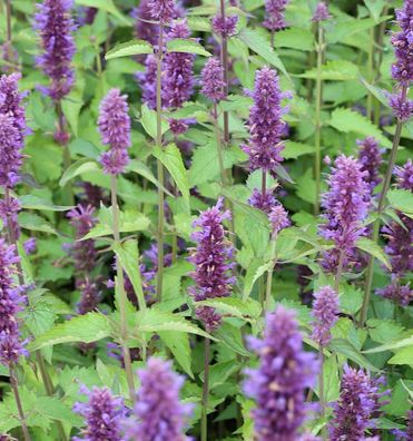 Mexikonessel After Eight - Agastache rugosa