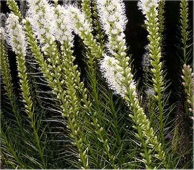 Prachtscharte Floristan Weiß - Liatris spicata