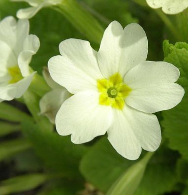 Stängellose Schlüsselblume - Primula vulgaris