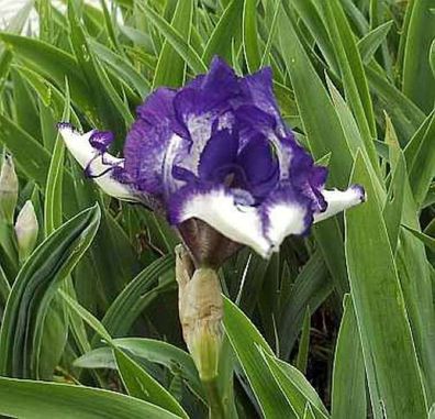 Zwergschwertlilie Petit Polka - Iris barbata nana