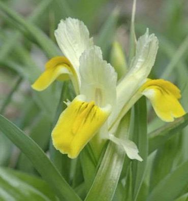 Sibirische Wieseniris Butter and Sugar - Iris sibirica