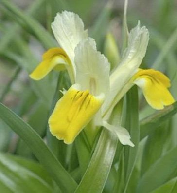 Geweih Schwertlilie - Iris bucharica