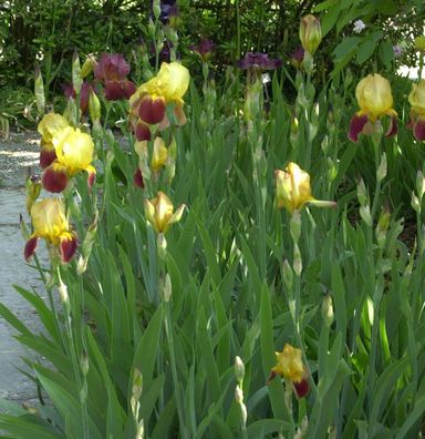 Schwertlilie Caligula - Iris barbata